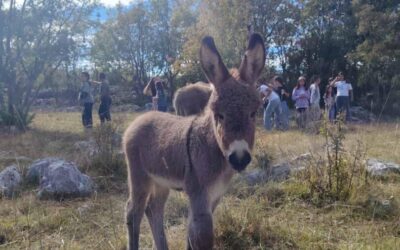 “Životinje našeg kraja”