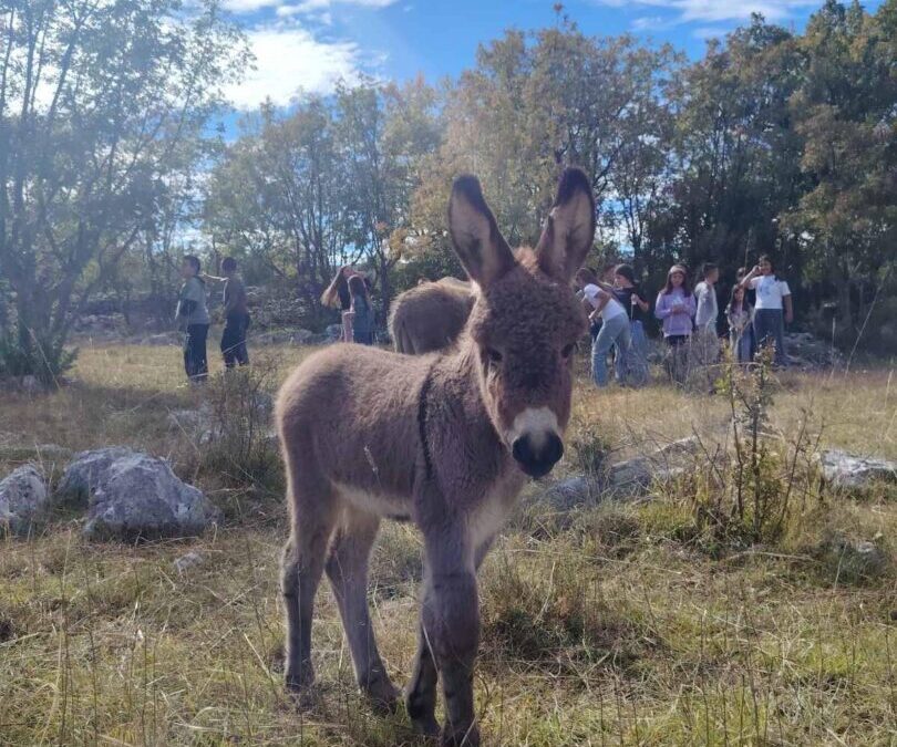 “Životinje našeg kraja”