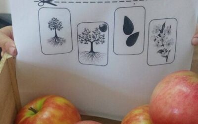 Svjetski dan jabuka – Putovanje jedne jabuke