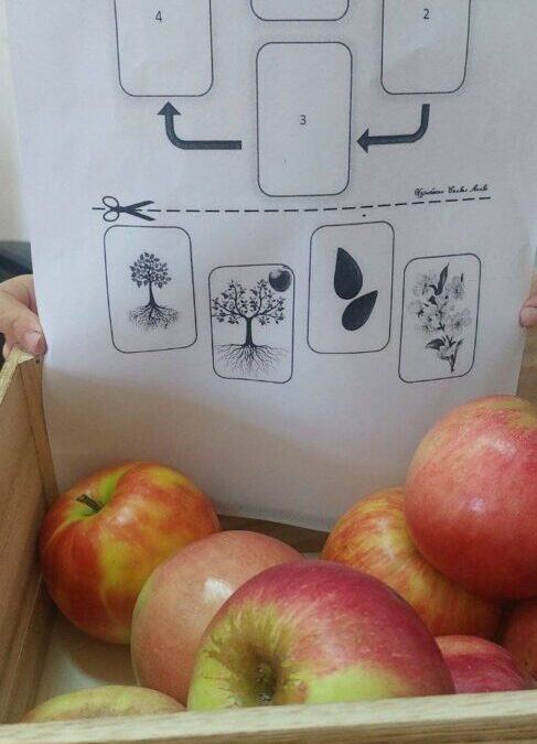 Svjetski dan jabuka – Putovanje jedne jabuke